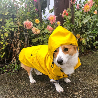 Yellow Dog Raincoat