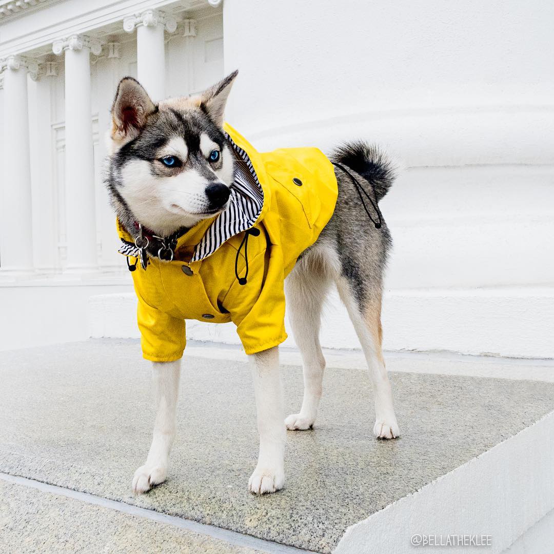 Yellow Dog Raincoat